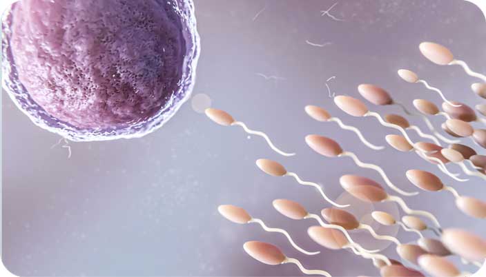 Illustration of sperm approaching a human egg during fertilisation