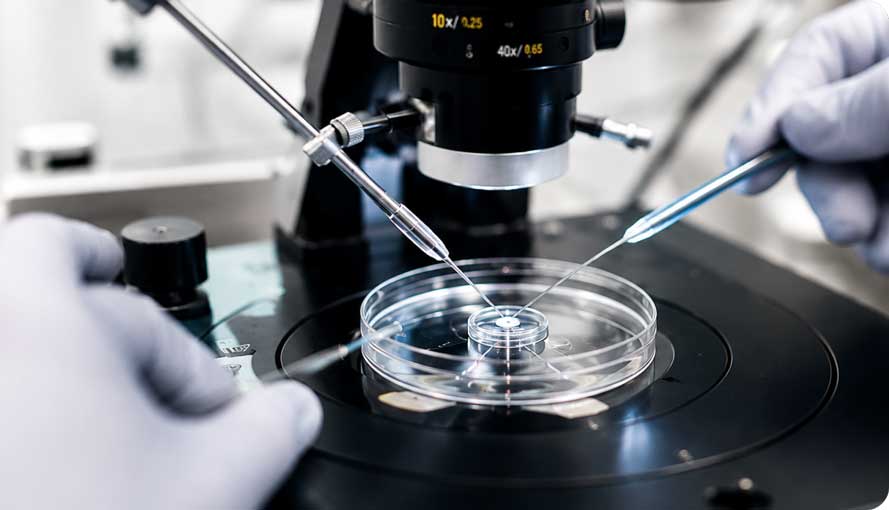 Laboratory fertilisation procedure performed under a microscope